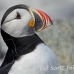 puffin_atlantic_msi_h_1703_can1325.jpg